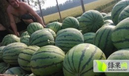 西藏网红新瓜最新爆料,揭秘幕后真相，带你走进神秘网红世界